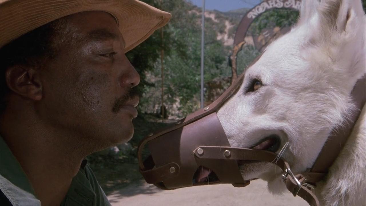 White Dog