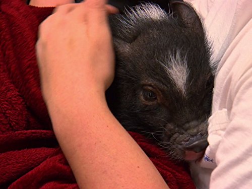 Dr. K's Exotic Animal ER - Season 9