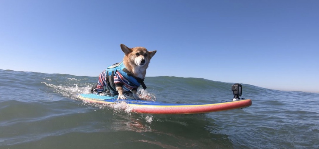 It's a Dog's Life - Season 1