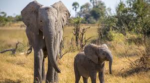 Naledi: A Baby Elephant's Tale