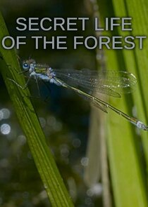 Secret Life of the Forest - Season 1