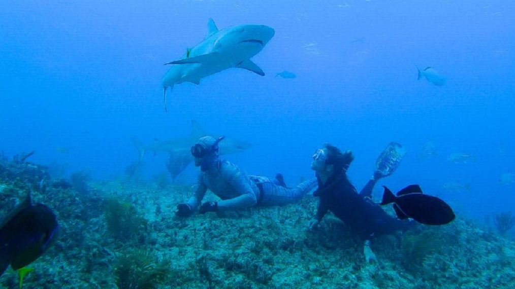 Shark Academy - Season 1