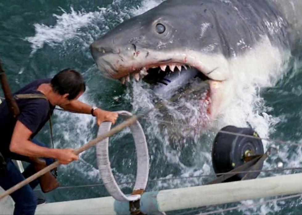 Shark Gangs