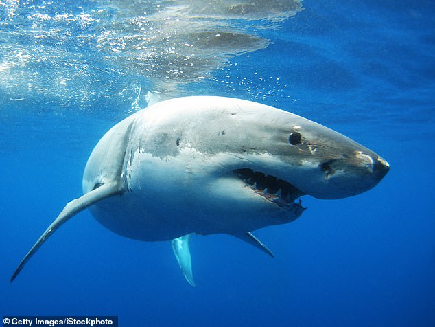 World's Biggest Bull Shark?