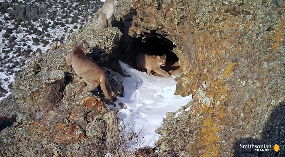 The Mountain Lion and Me (2018)