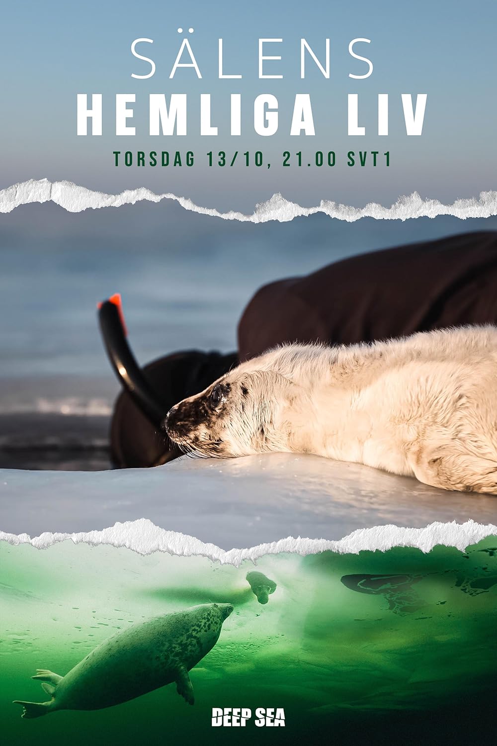 The Secret Life of Seals (2022)